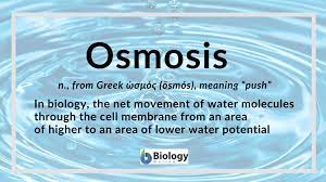 Simple squamous epithelia are tissues formed from one layer of squamous cells that line surfaces. Osmosis Definition And Examples Biology Online Dictionary