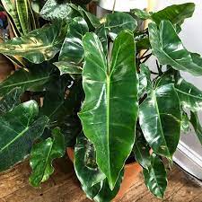 Philodendron Burle Marx Plant Leaves Philodendron Plant Plants