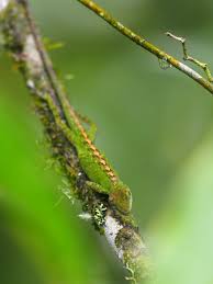 Image result for Anolis gemmosus