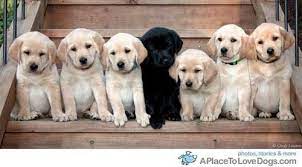 Lab Puppies Soo Cute Katiefore Puppy Litter Lab Puppies Cute Animals