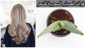 فوائد الصبار للشعر مع طرق الاستخدام و الأضرار هيلثي لايف بلوج