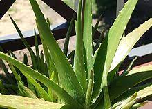 Bibit tanaman lidah buaya aloevera, stock tersedia. Aloe Vera Wikipedia