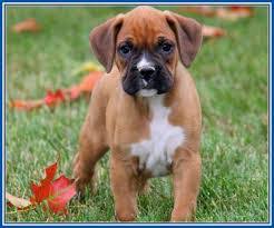 Your health guarantee is per the new york state lemon law. Boxer Puppies For Sale Near Me Boxer Puppies For Sale Near Me Boxer Puppies For Sale Near Me