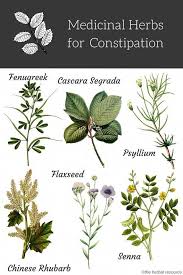 Pin On Herbs You Can T Live Without