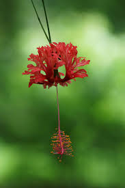 Image result for Hibiscus schizopetalus