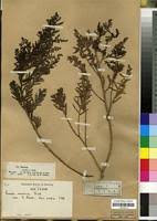 Image result for Suaeda monoica