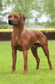 Ask streetdogmillionaires a question #ridgebacks #rhodesian ridgebacks #ridgebacks are muscle chalos #i may or may not be a member of a couple different ridgeback history groups #i think. You Guys Know Me I Cant Resist A Fit Show Dog This Is A Rhodesian Ridgeback A Gorgeous Huntin Rhodesian Ridgeback Puppies Rhodesian Ridgeback Dog Dog Breeds