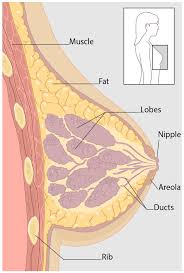 what is breast cancer cdc