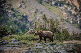 I just can't wait to be king. Why A Montana Bill Making It Easier To Kill Grizzly Bears Could Backfire Wyoming Public Media