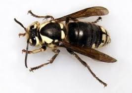 Best pest control, bed bug inspection & extermination company in columbus ohio, call us. Stinging Insects Control Extermital Termite Pest Control