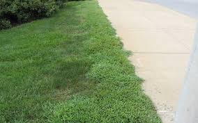 Best Crabgrass Control - Page 8 - Redflagdeals.Com Forums