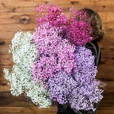 Pin On Fresh Market Flowers