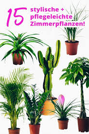 Der Grosse Pflanzen Guide 15 Stylische Und Pflegeleichte Zimmerpflanzen Topfpflanzen Wenig Wasser Wenig Pflanzen Pflegeleichte Zimmerpflanzen Zimmerpflanzen
