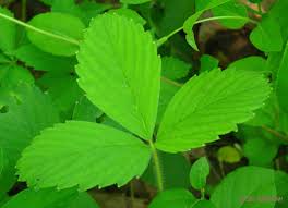Image result for leaf margin entire