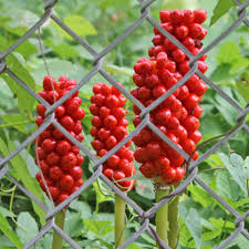 Berries Plant Identification