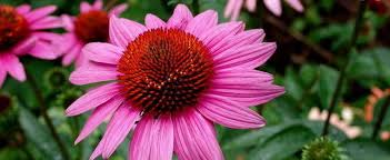 The following is a list of landscape plants rated according to their resistance to deer damage. Echinacea Purple Coneflower Echinacea Purpurea Ruby Star