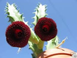 Image result for Huernia aspera