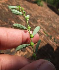 Image result for Phyllanthus maderaspatensis