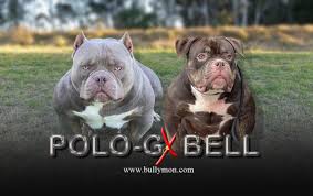 Polo-G x TinkerBell - Miniature, Pocket and Exotic Bully | Bullymon |  American Bullies Australia