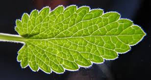Image result for Hydrostachys polymorpha