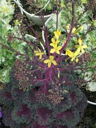 Image result for Brassica