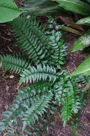 Image result for Cyrtomium