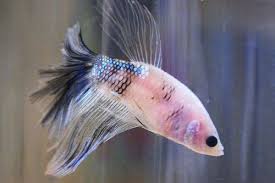 Ikan cupang terdiri dari ikan cupang hias hingga ikan cupang aduan. Penyebab Warna Cupang Pudar Berubah Hitam Putih Gerava Ikan Hias Burung Kicau Kucing Anjing