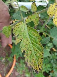 Image result for tomato seedling xanthomonas vesicatoria