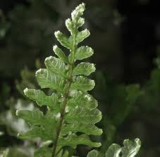 Image result for Hymenophyllum triangulare