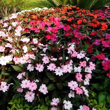 New guinea impatiens appreciates protection from intense, early afternoon sun that can make it scorch and wilt. Impatiens Sunpatiens Impatiens X Hybrida My Garden Life