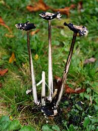 Image result for Coprinus comatus