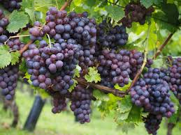 Image result for Vitis vinifera
