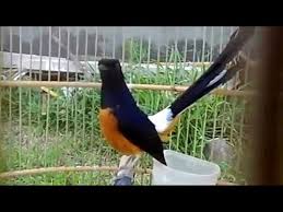 Murai batu gacor full isian memancing emosi suara murai batu bahan murai batu. Vidio Murai Medan