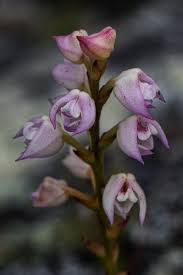 Image result for Polystachya melanantha