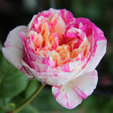 Labelled as remarkable garden since 2014: Le Rosier Julie Andrieu