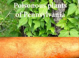 Preventive steps, biological, chemical, and mechanical controls, plus grazing. 7 Plants That Will Make You Sting Itch And Blister Pennlive Com