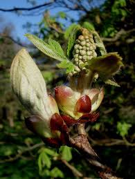Horse Chestnut Bud Chestnut Bud Bach Flowers Horse Chestnut Flowers