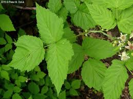 Like most fruiting plants, these bushes love rich soil and plenty of water. Why Women Should Consume Raspberry Leaf Native Batch