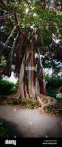 Image result for Ficus barteri