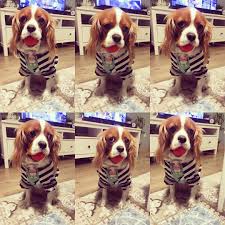 Oyuncukopek Oyuncukopekler Izmir Izmirli Izmir Cavalierkingcharlesspaniel Elazig In 2020 Cavalier King Charles Spaniel Cavalier King Charles King Charles