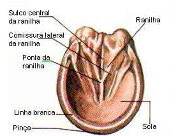 Anatomia da base do casco equino, AI generated