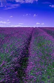 The Healing Power Of Lavender Lavender Fields Provence Lavender Lavender