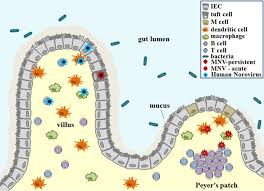 What blood type is immune to norovirus. The Dual Tropism Of Noroviruses Journal Of Virology