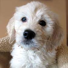 All puppies are from local breeders and have a health guarantee. Mini Goldendoodle Michigan Mini Goldendoodle