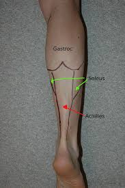 Find out more about the gastrocnemius and soleus (calf) muscles here. Self Muscle Massage Pt 2 The Calf Pinnacle Physical Therapy