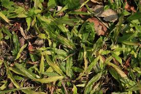 Image result for Axonopus