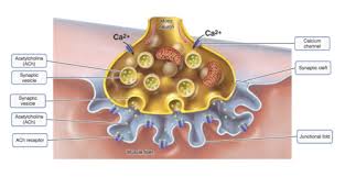 • identify the components of a synovial joint. Week 6 Muscle Physiology Flashcards Quizlet