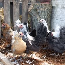 Meyer Hatchery Easter Eggers Bantam Chickens Animals