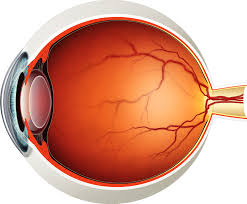 These simple visual representations all. Diagram Of The Eye Lions Eye Institute