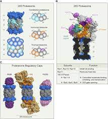 The upp consists of concerted actions of. Proteasome Structure And Function A Structures Pdb 4r3o And Download Scientific Diagram